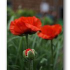 Mohn # 1036