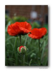 Mohn # 1036