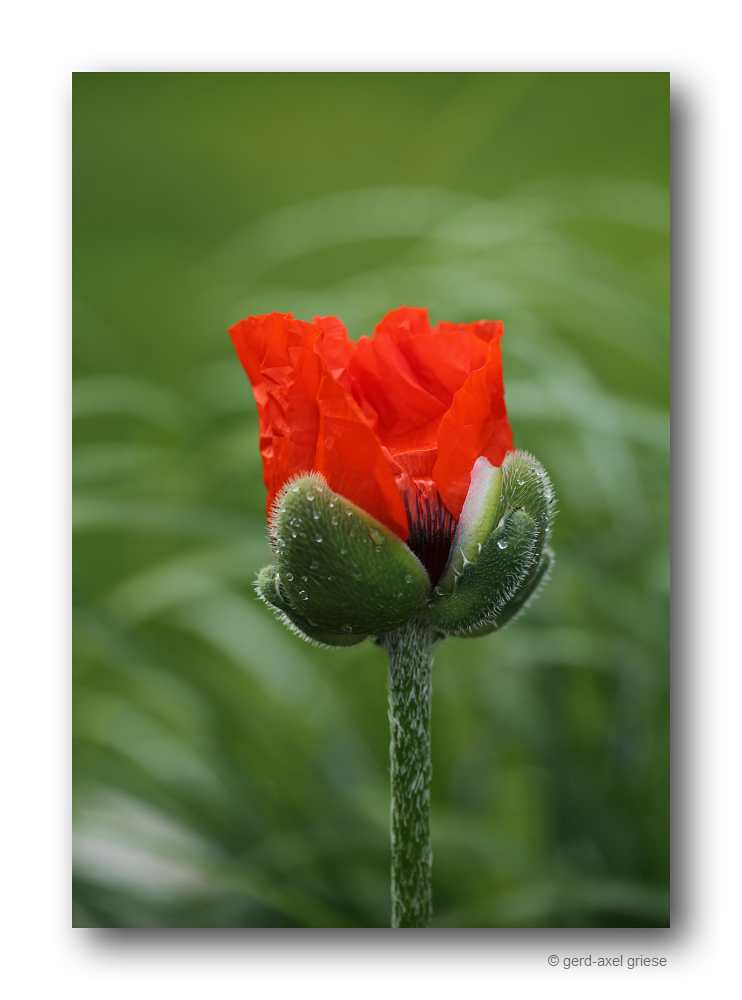 Mohn # 1038