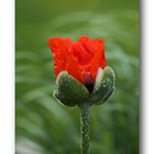 Mohn # 1038