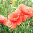 Mohn