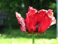 Mohn von Christine Masche 