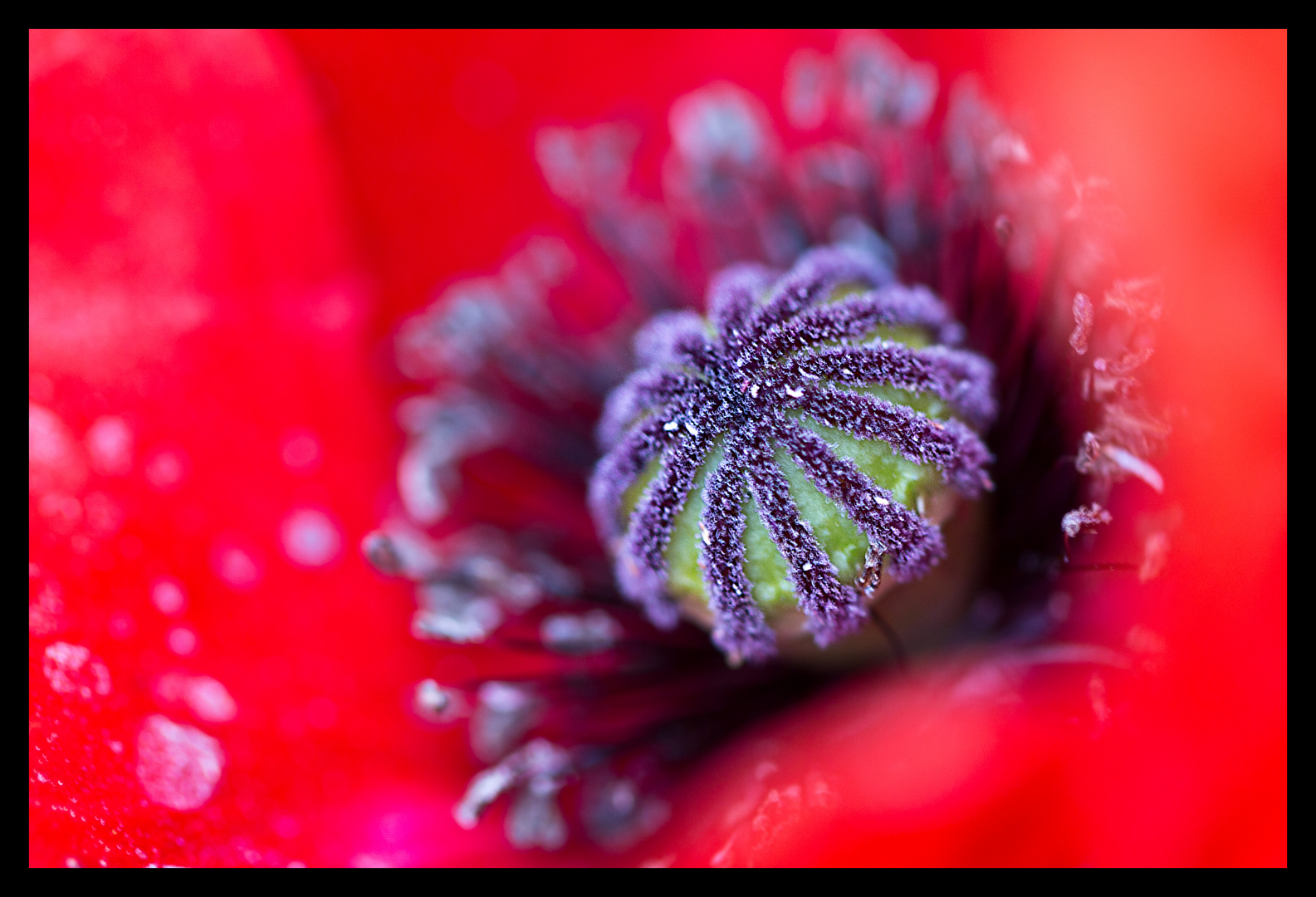 Mohn