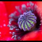 Mohn