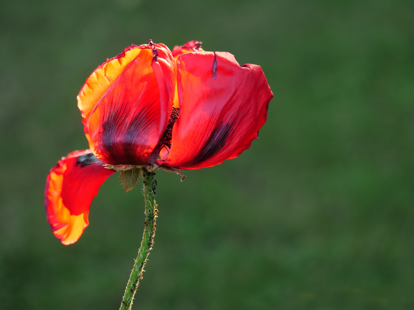 Mohn