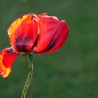 Mohn