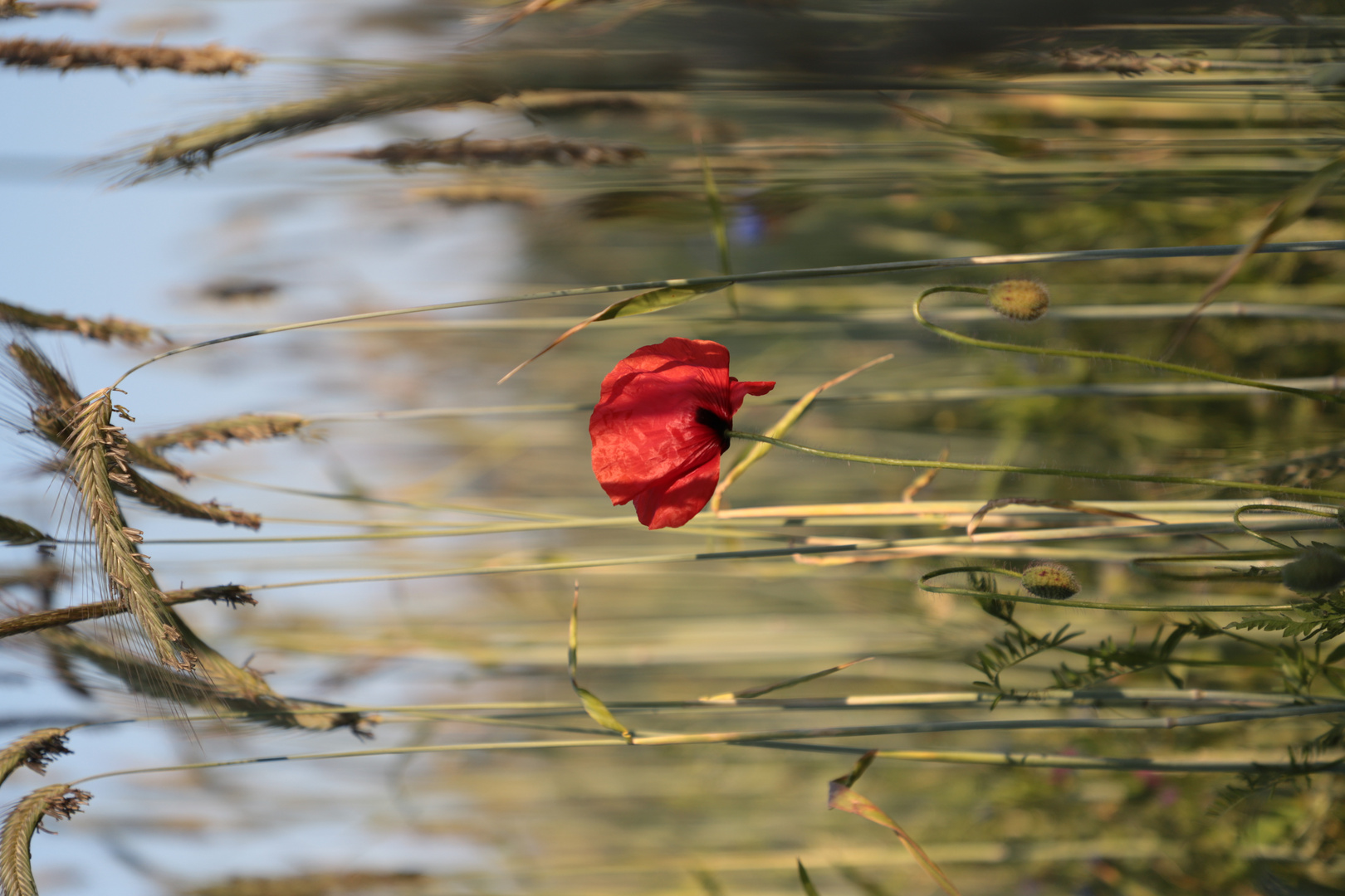 +++Mohn+++