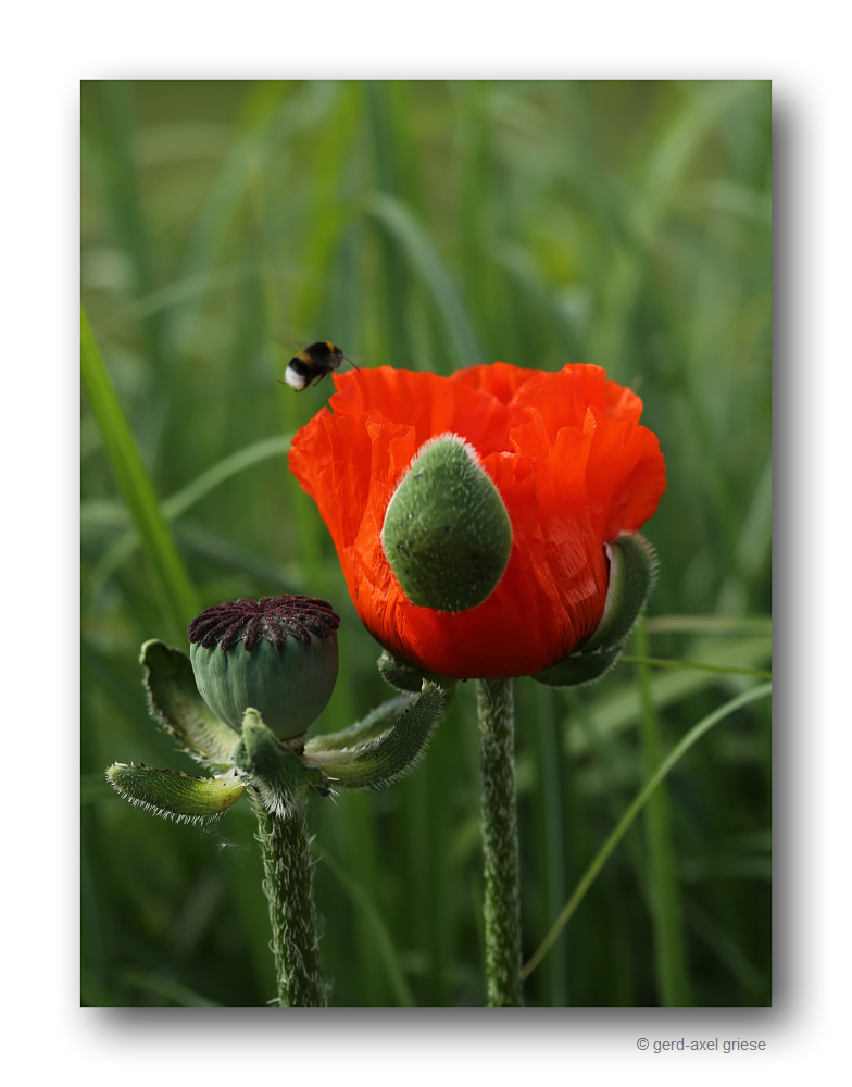 Mohn # 1118