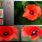 Mohn