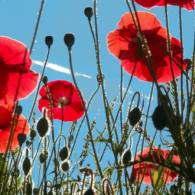 Mohn