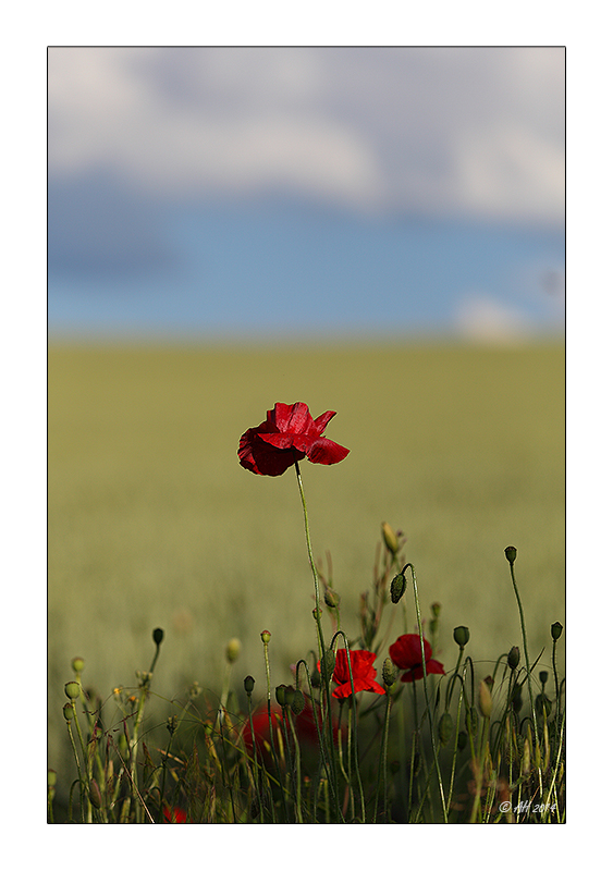 Mohn - 11/2014