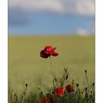 Mohn - 11/2014