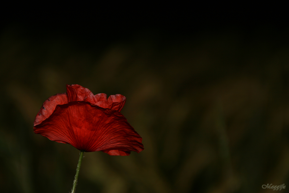 Mohn