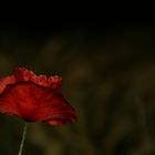 Mohn