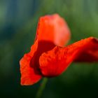 Mohn