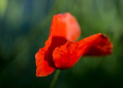 Mohn