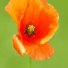 Mohn