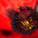 Mohn 12