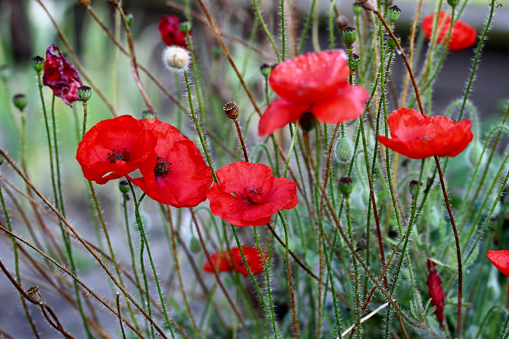 *Mohn* 12092014