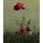 Mohn - 12/2014