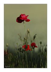 Mohn - 12/2014