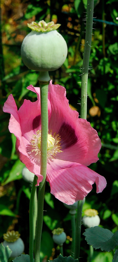 Mohn