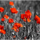 Mohn