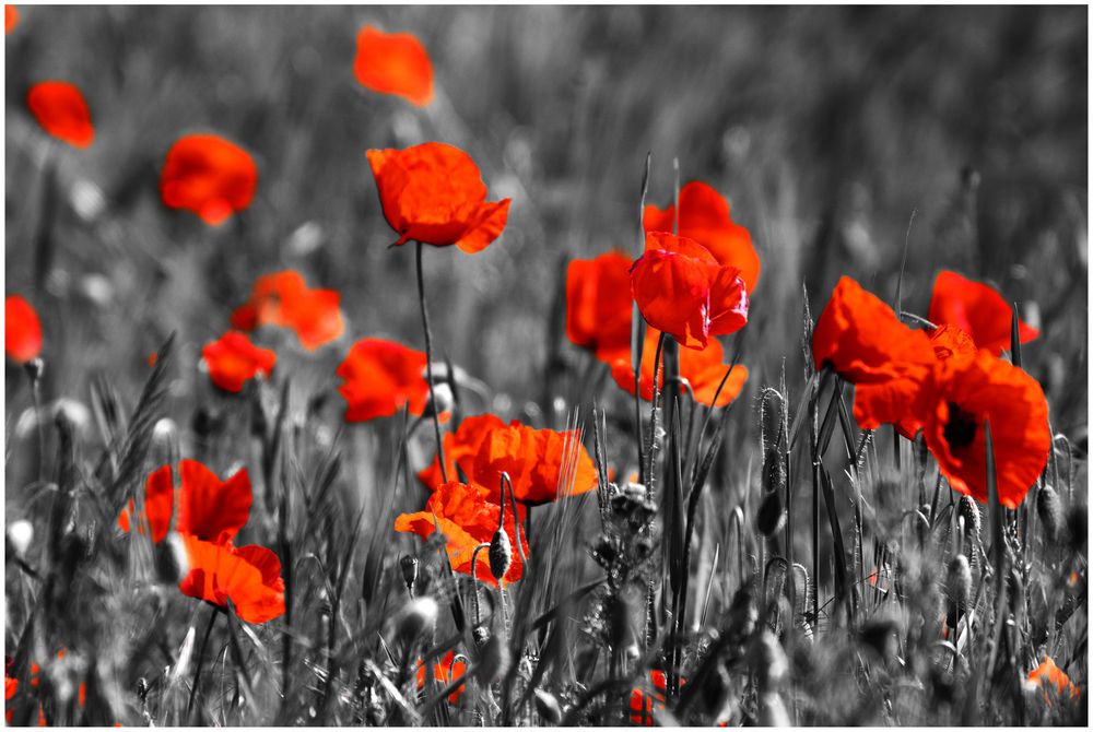 Mohn