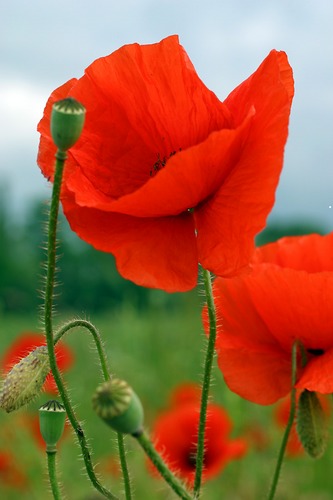 mohn