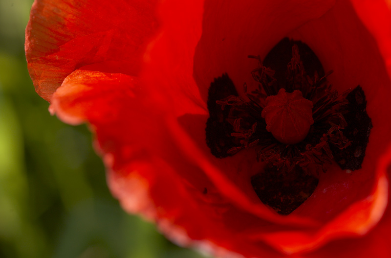 Mohn