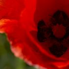 Mohn