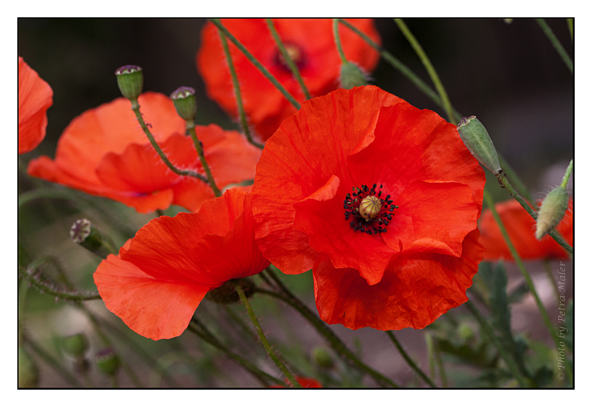 Mohn