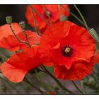 Mohn