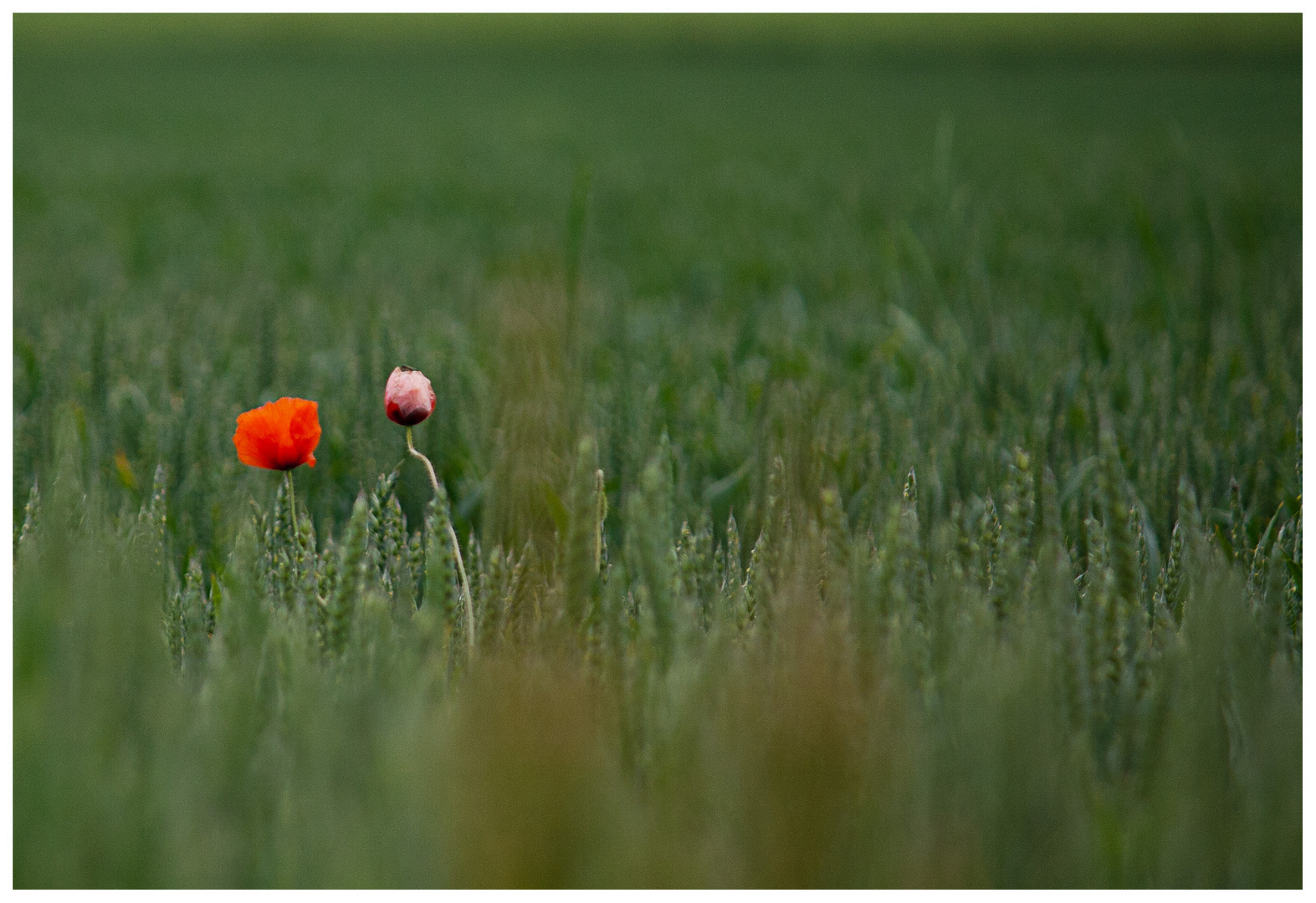 Mohn