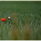 Mohn