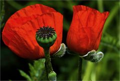 Mohn