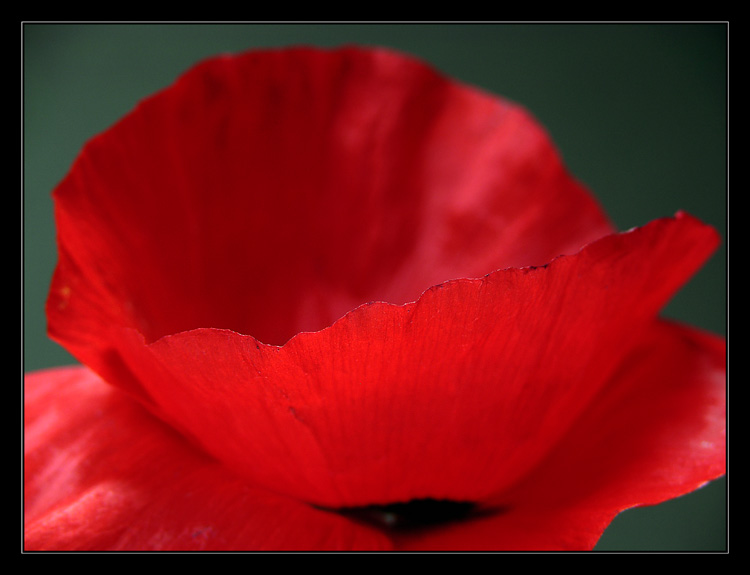 Mohn