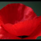 Mohn