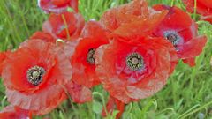 Mohn #13