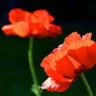 Mohn (13)