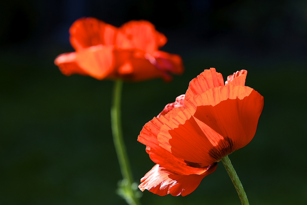 Mohn (13)