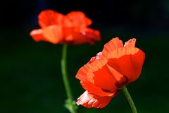 Mohn (13)