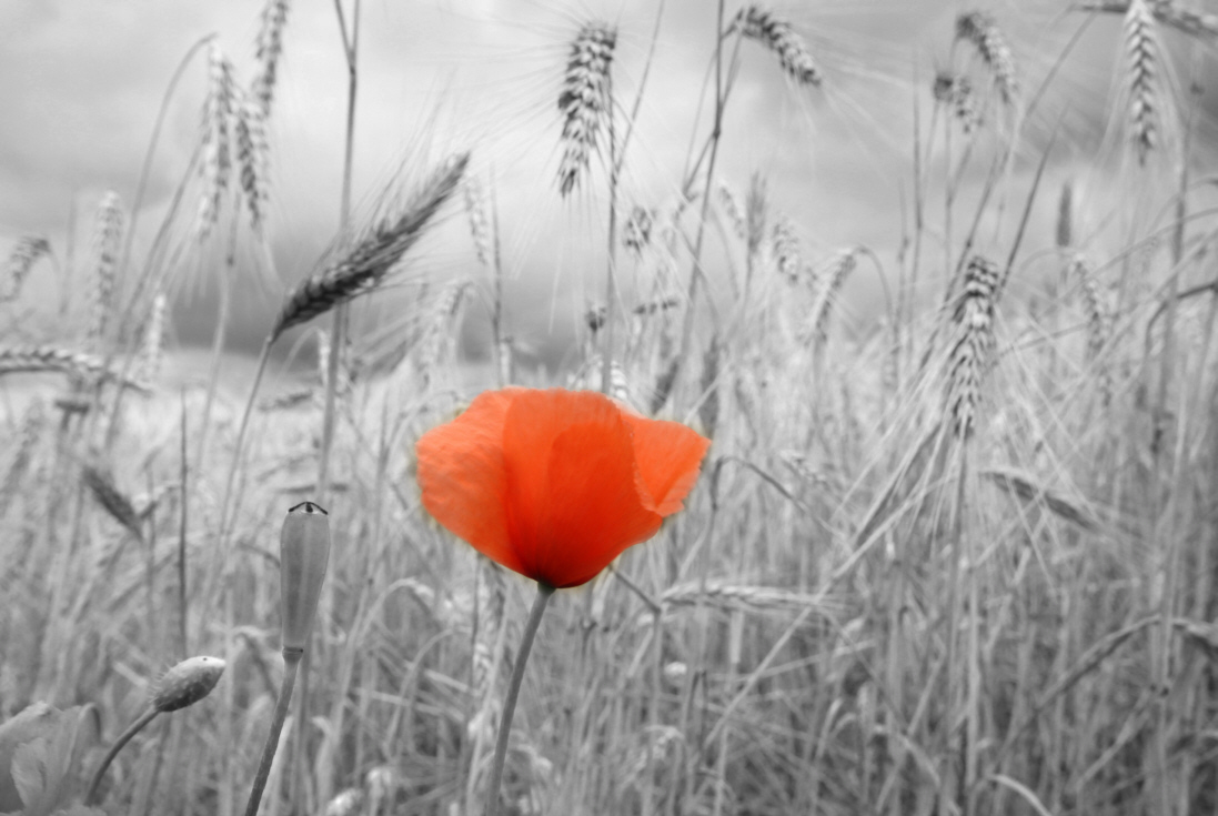 Mohn