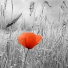 Mohn