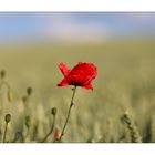 Mohn - 13/2014