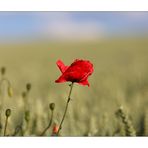 Mohn - 13/2014