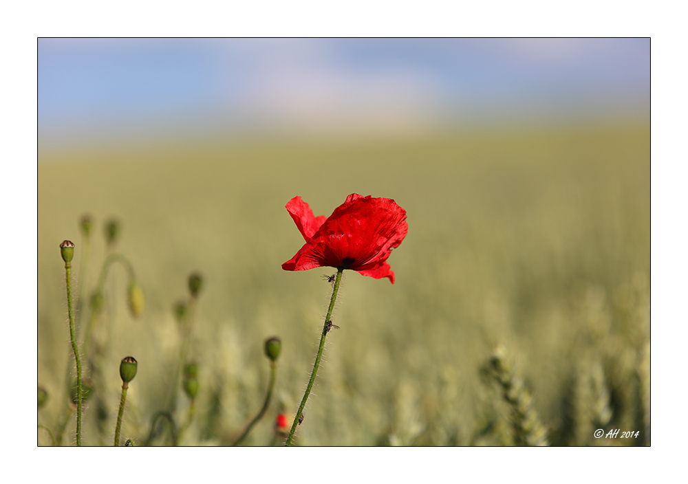 Mohn - 13/2014