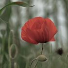 Mohn