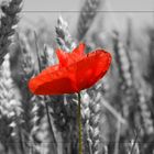 Mohn