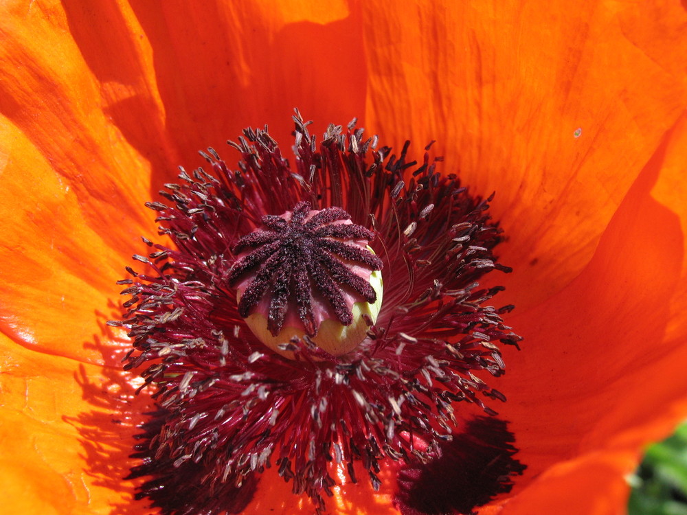 Mohn